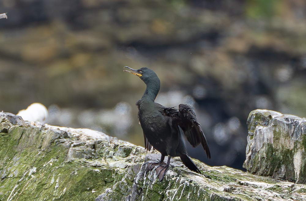 European Shag - ML640383504