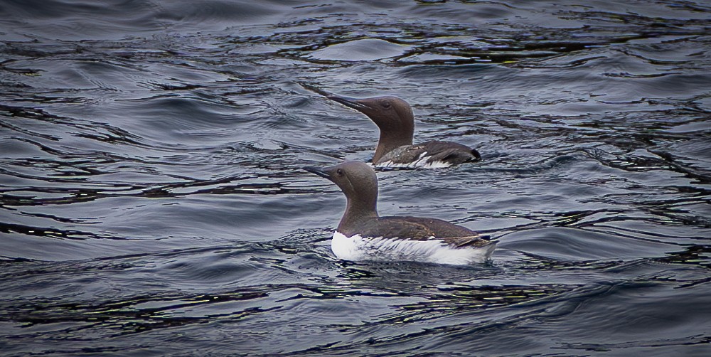 Common Murre - ML640383520