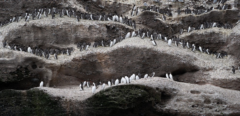 Common Murre - ML640383521