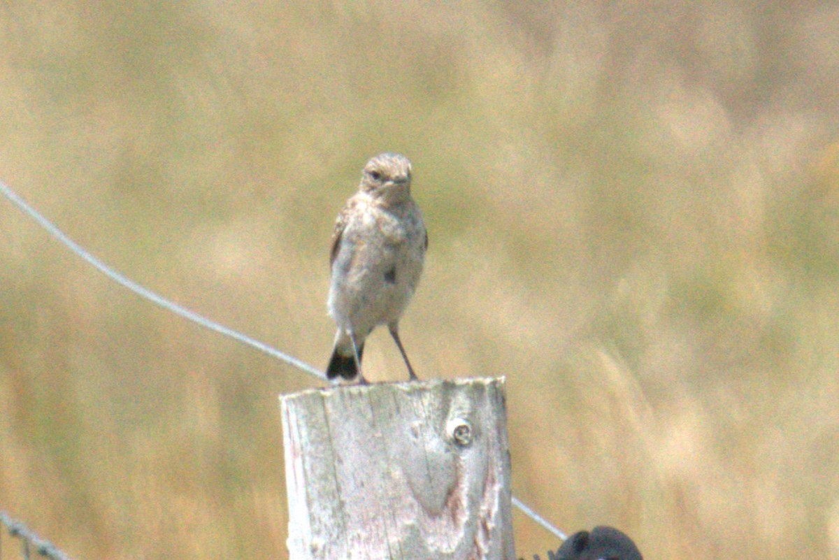 Northern Wheatear - ML640383587