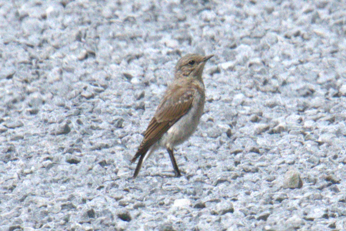 Northern Wheatear - ML640383588