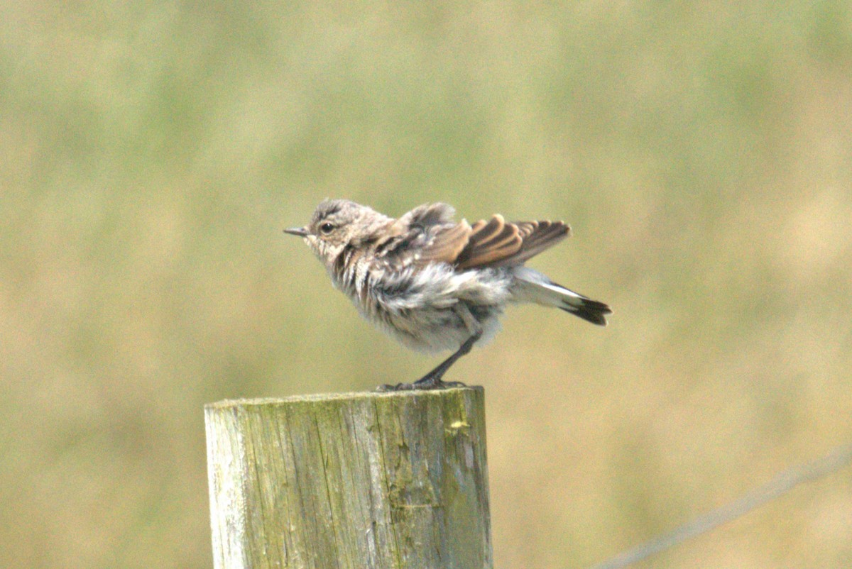 Northern Wheatear - ML640383589