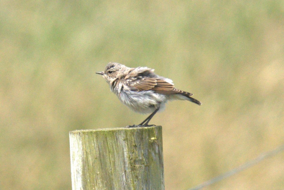 Northern Wheatear - ML640383590
