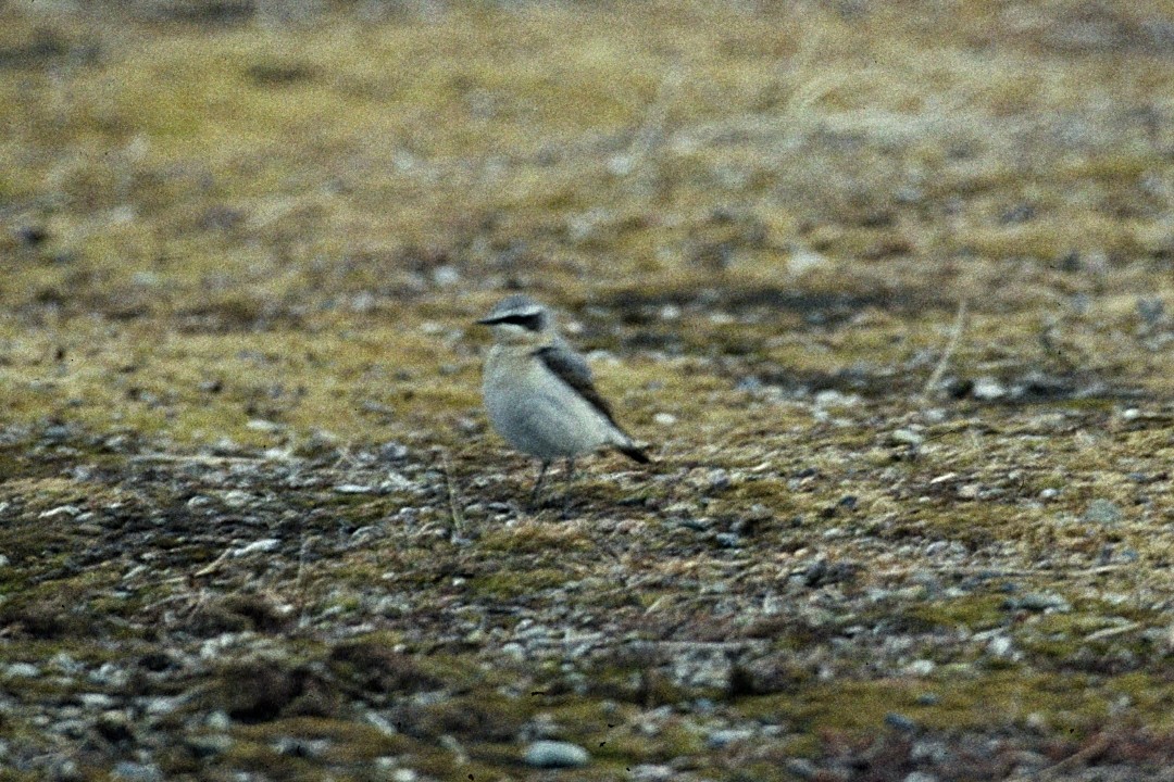 Northern Wheatear - ML640383592
