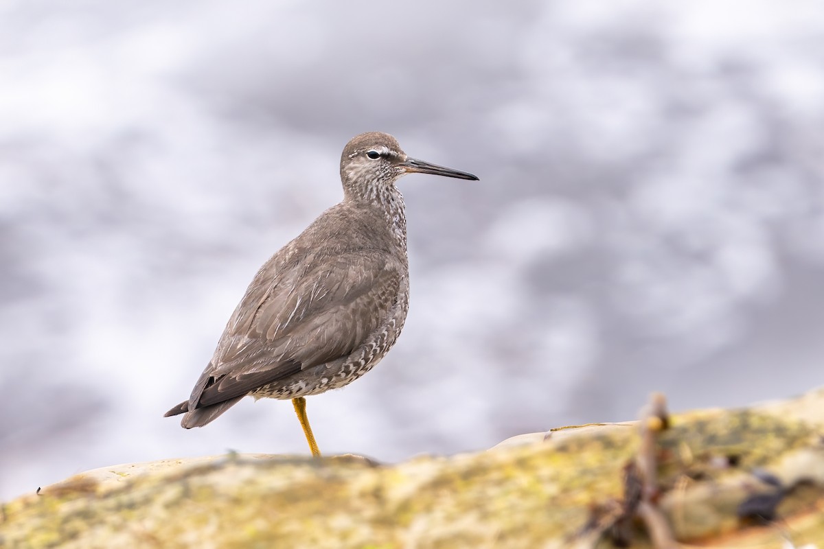 Wandering Tattler - ML640383614