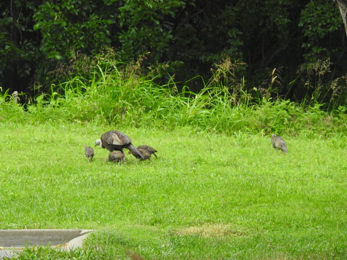 Wild Turkey - ML640383627