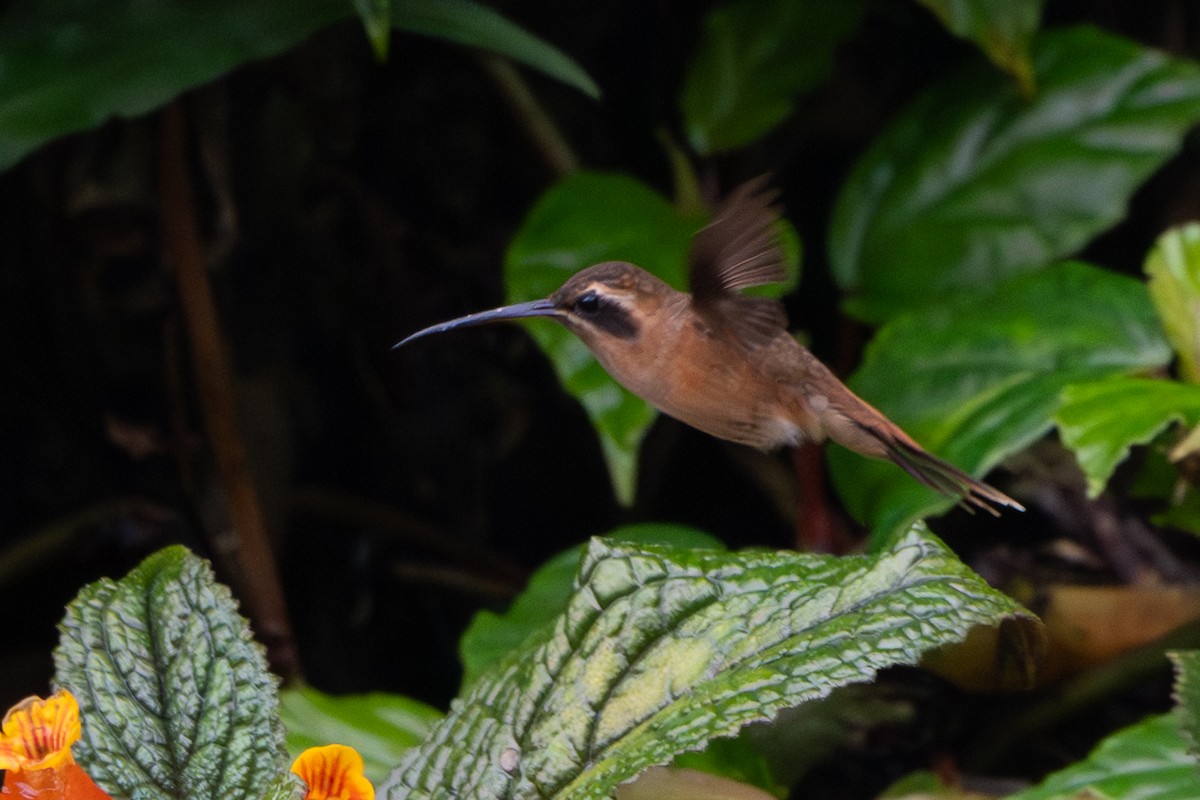 Stripe-throated Hermit - ML640383647
