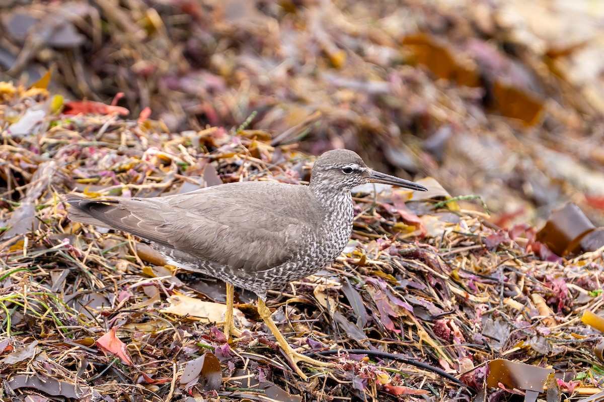 Wandering Tattler - ML640383666