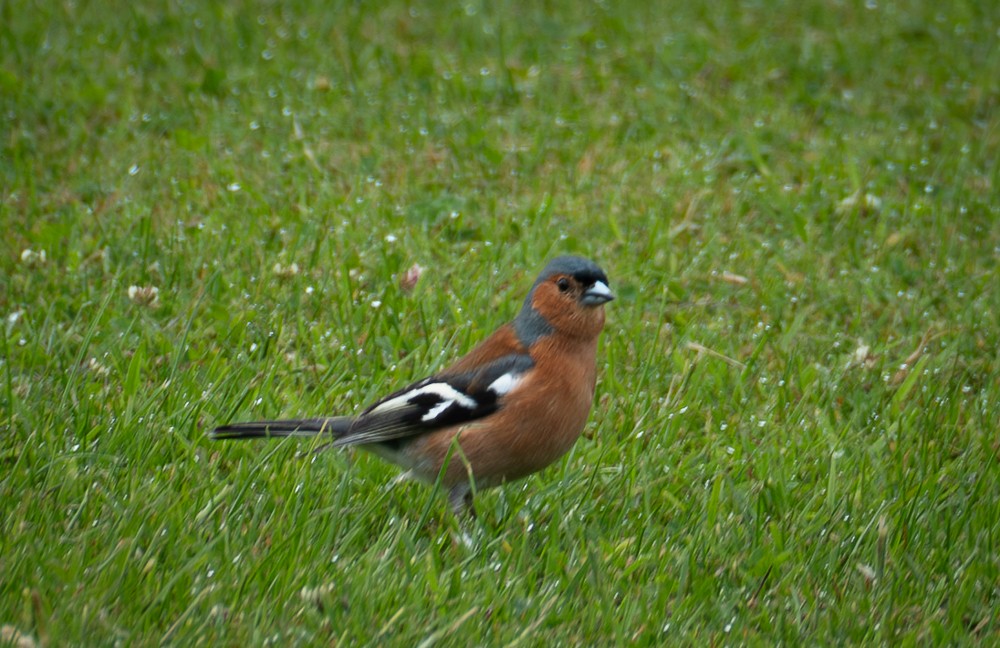 Common Chaffinch - ML640383676