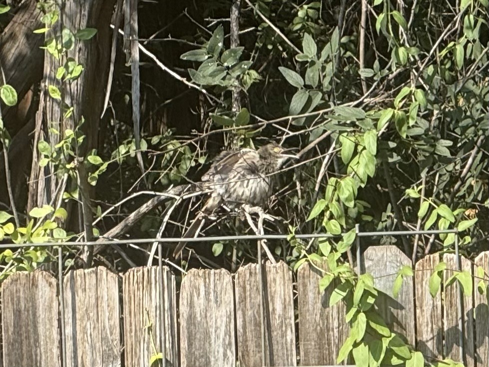 Long-billed Thrasher - ML640383695