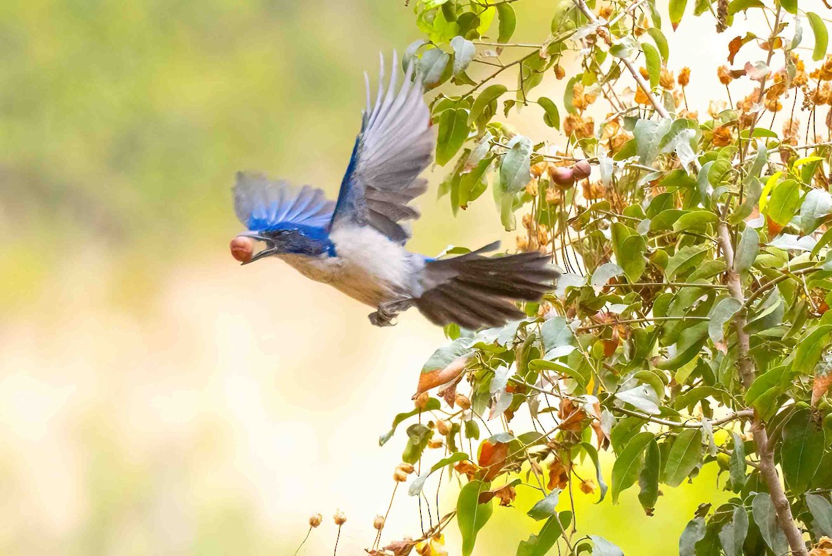 Island Scrub-Jay - ML640383719