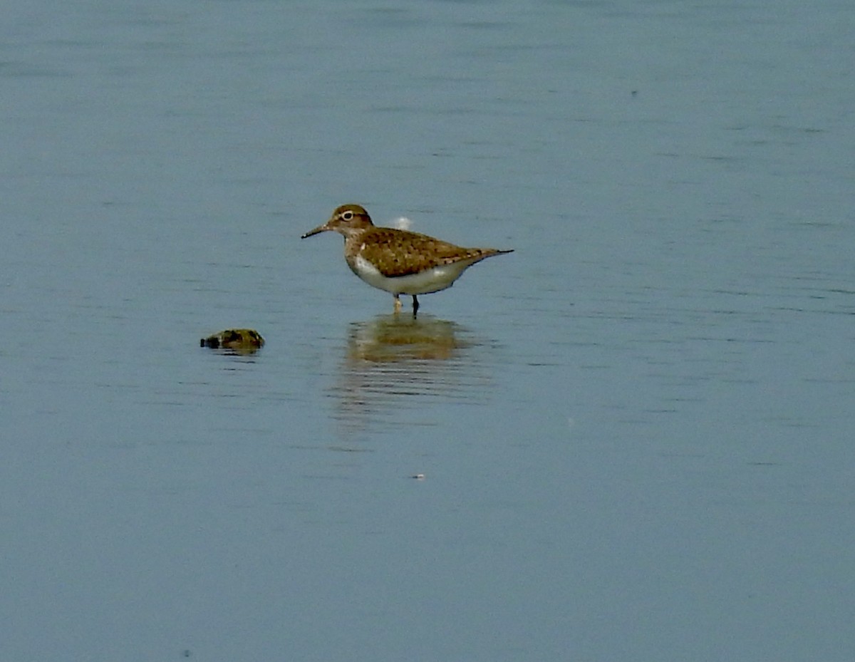 Common Sandpiper - ML640383747
