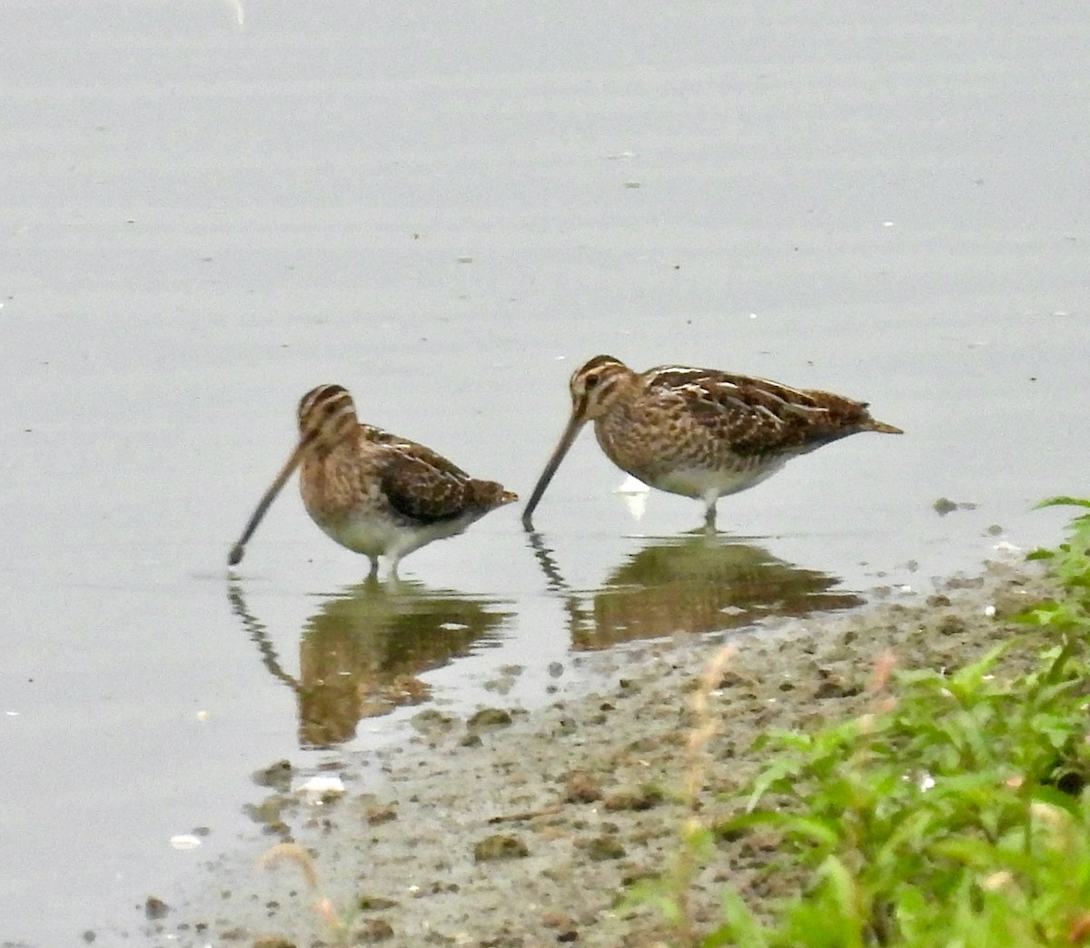 Common Snipe - ML640383794