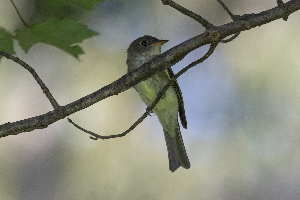Eastern Wood-Pewee - ML640383845