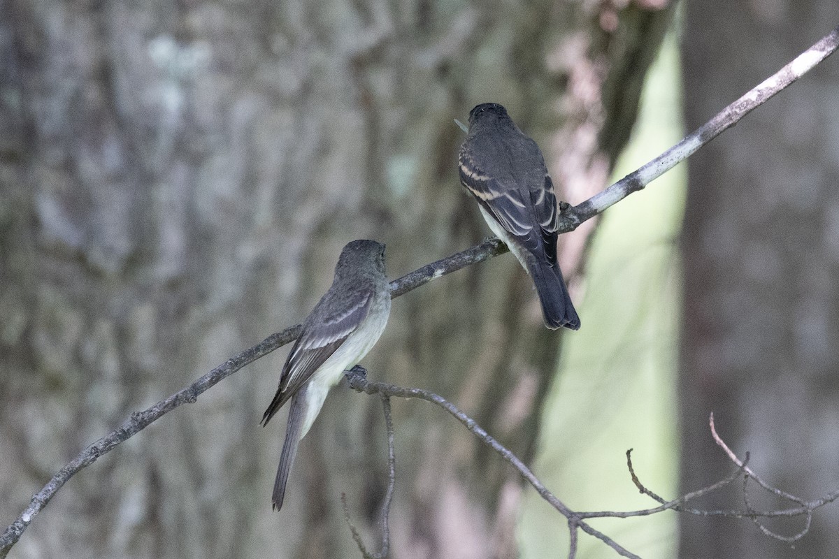 Eastern Wood-Pewee - ML640383847