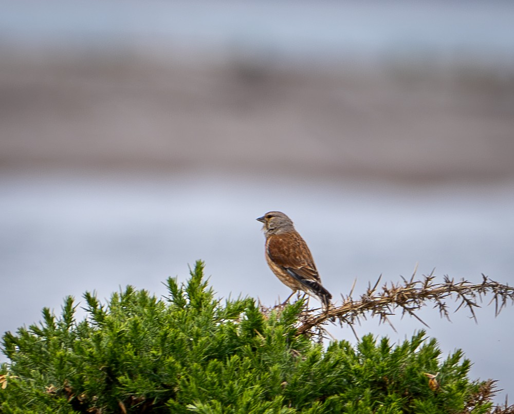 Eurasian Linnet - ML640383850