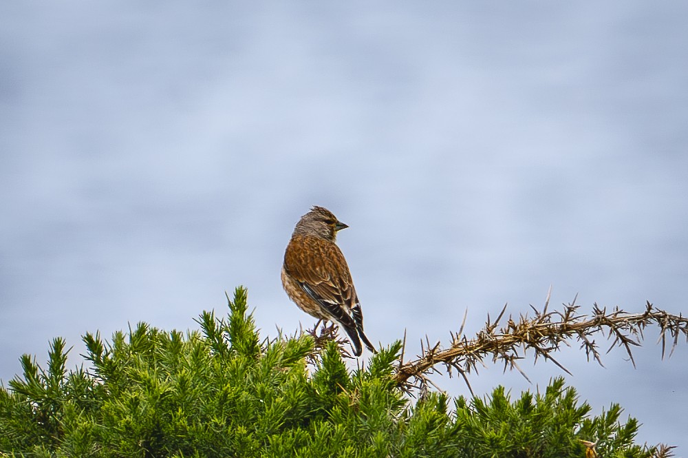 Eurasian Linnet - ML640383851