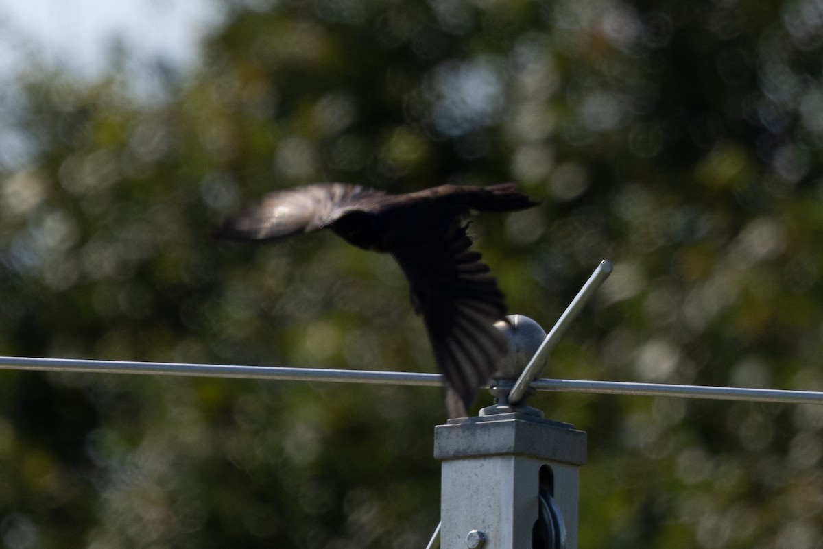 Purple Martin - ML640383862