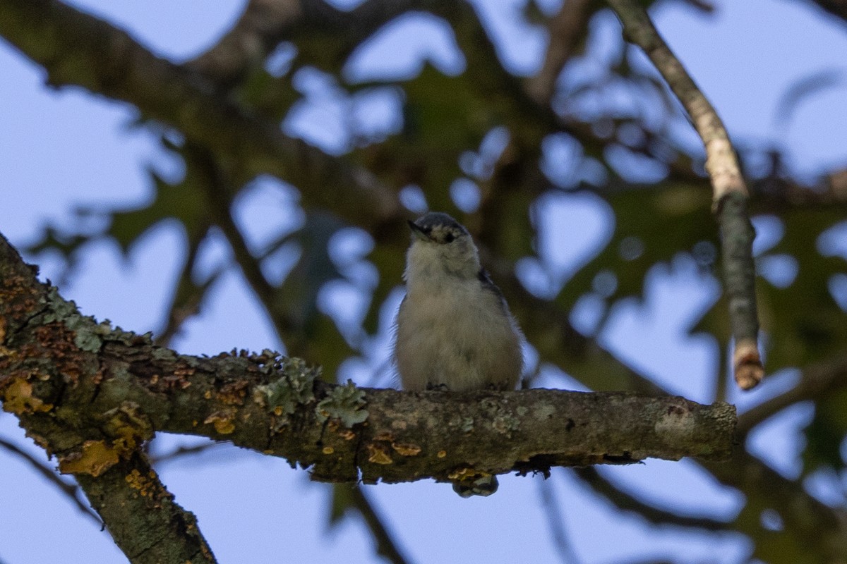 White-breasted Nuthatch - ML640383869