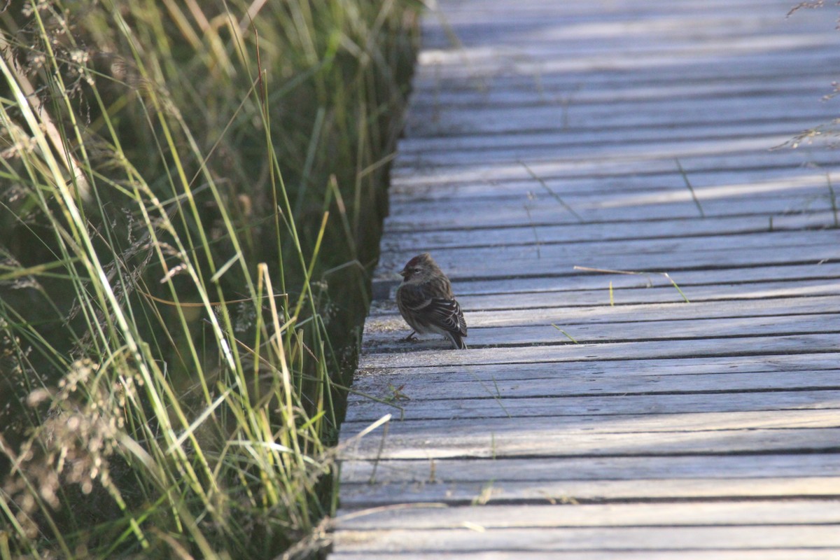Redpoll (Common) - ML640383870