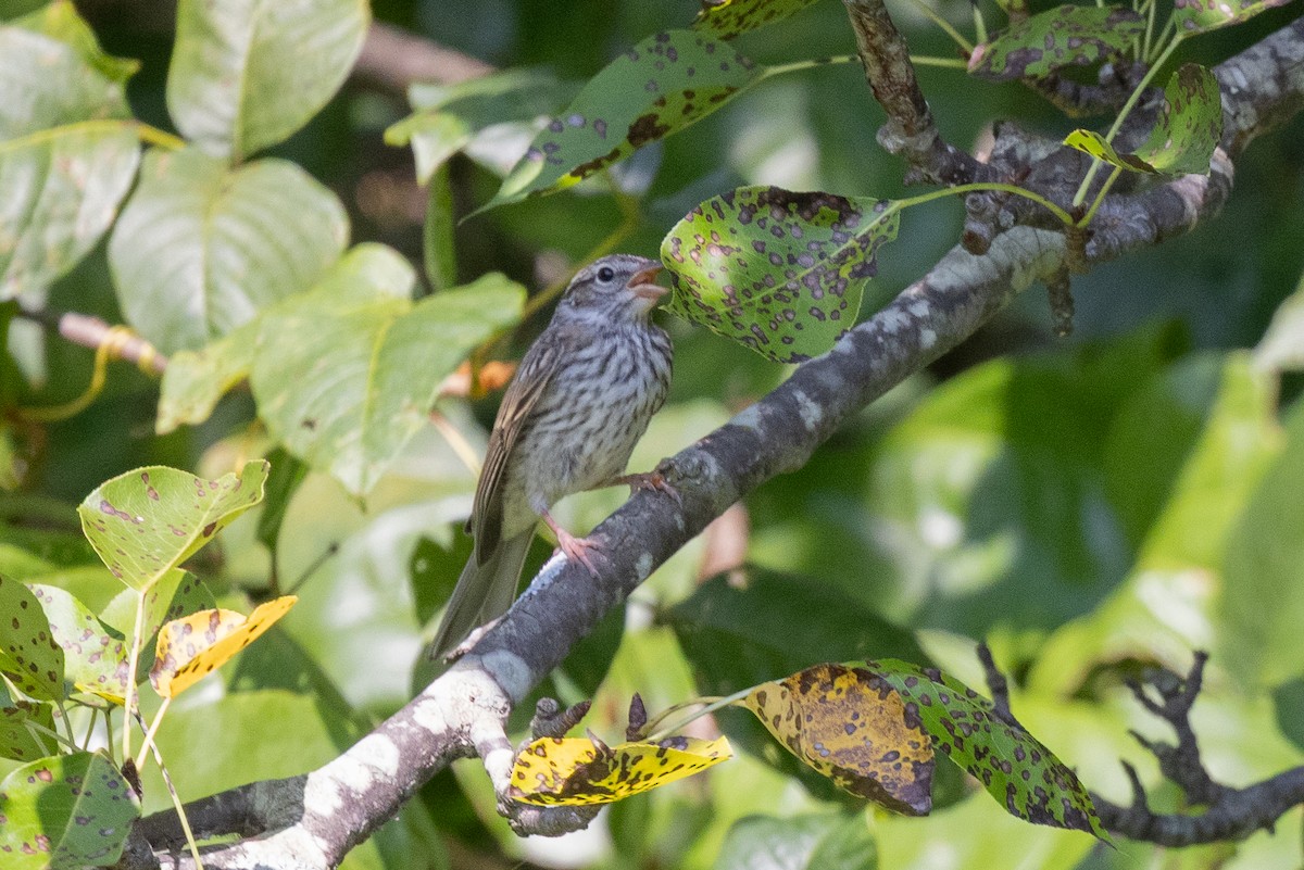 Chipping Sparrow - ML640383888