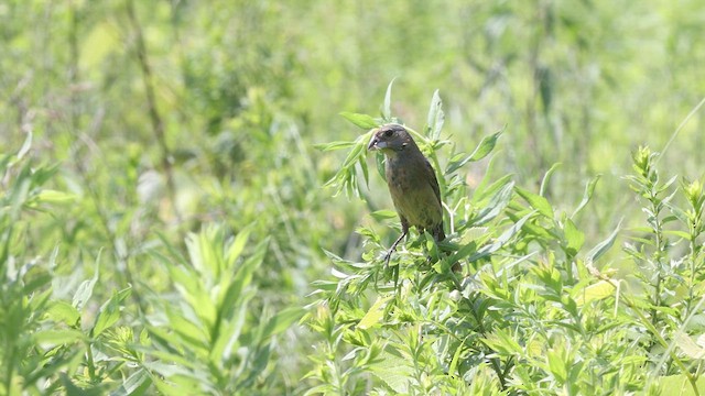 Blue Grosbeak - ML640383891