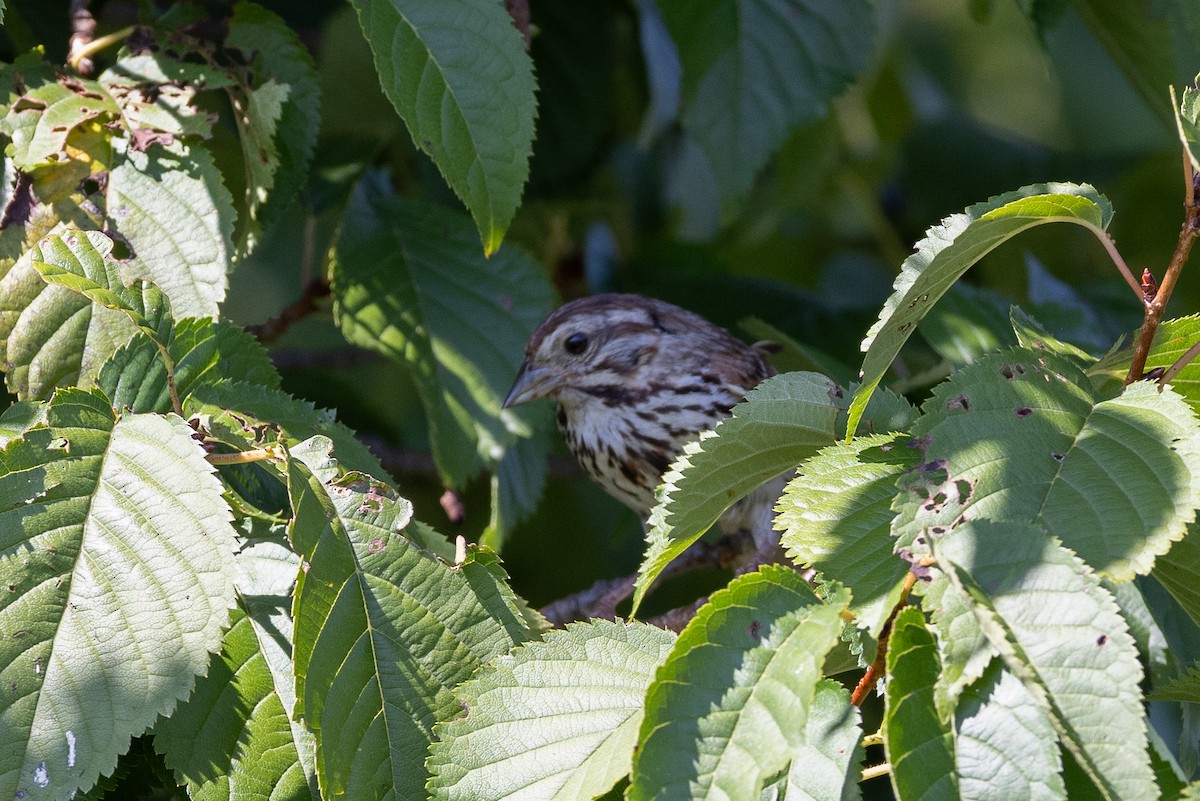 Song Sparrow - ML640383892