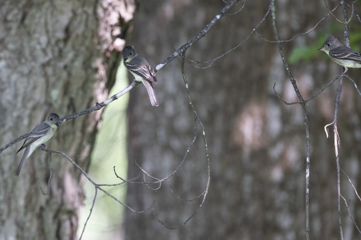 Eastern Wood-Pewee - ML640383908