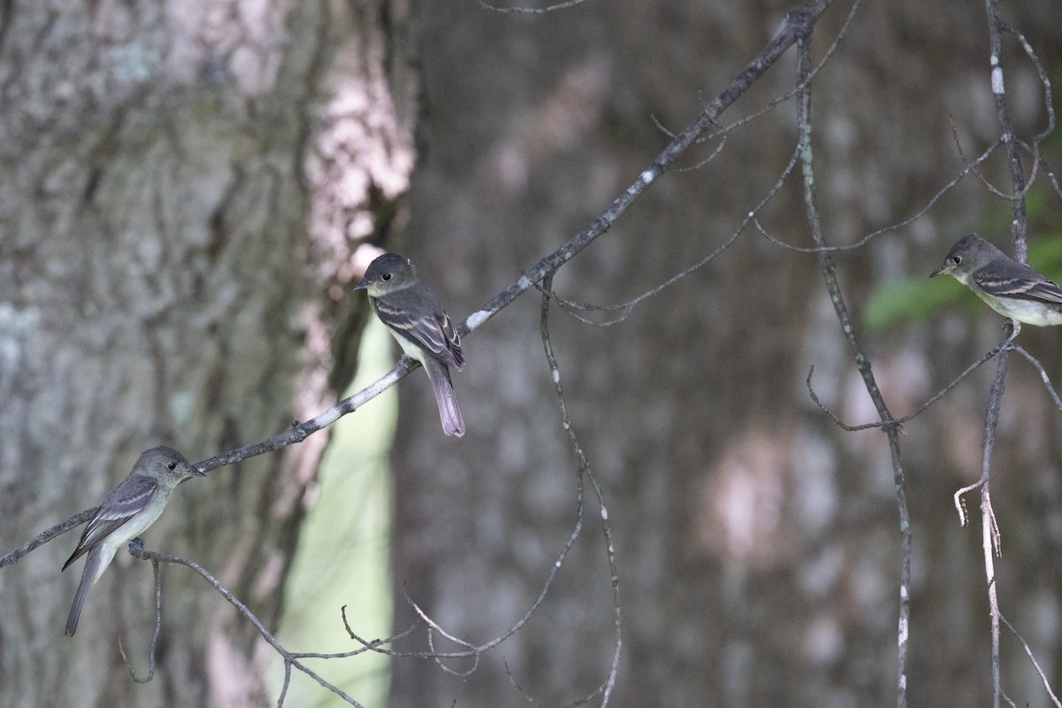 Eastern Wood-Pewee - ML640383909