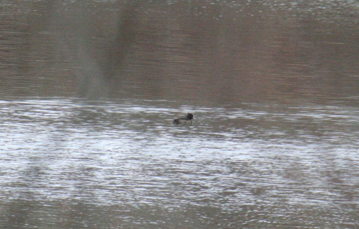 Tufted Duck - ML640383985