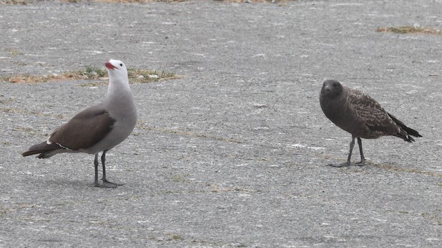 Heermann's Gull - ML640384049