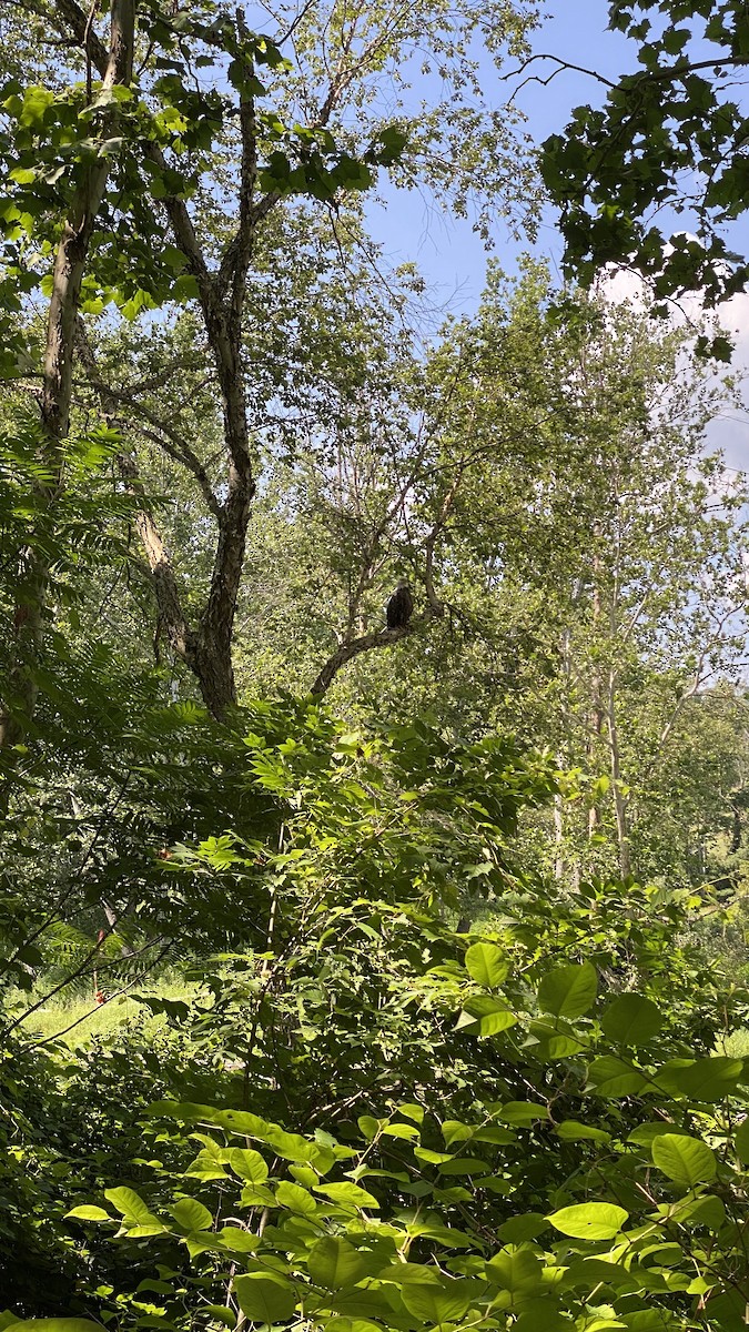 Bald Eagle - ML640384071