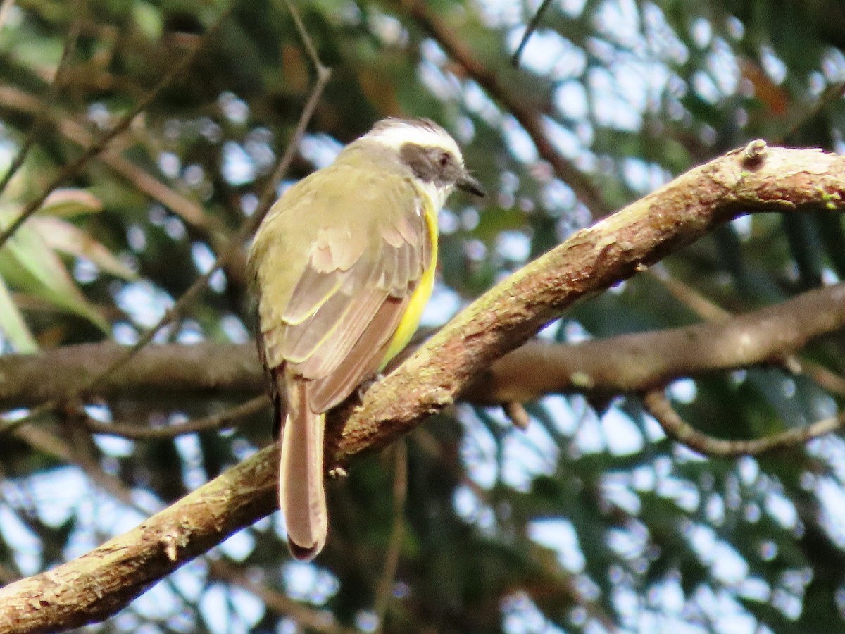 Social Flycatcher - ML640384074