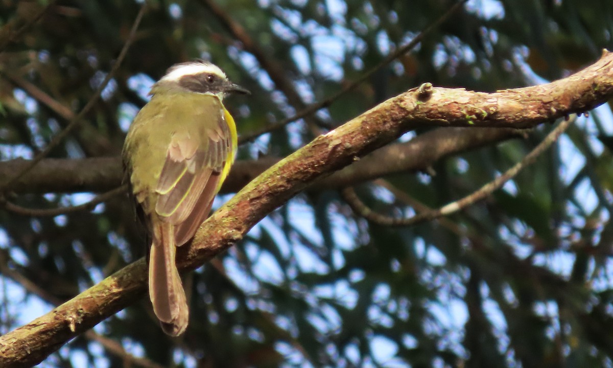 Social Flycatcher - ML640384075