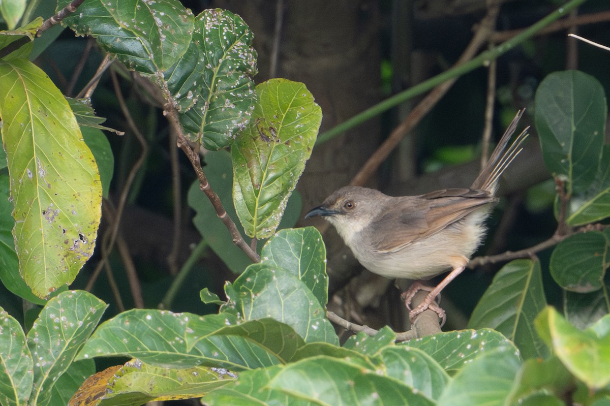Whistling Cisticola - ML640384118