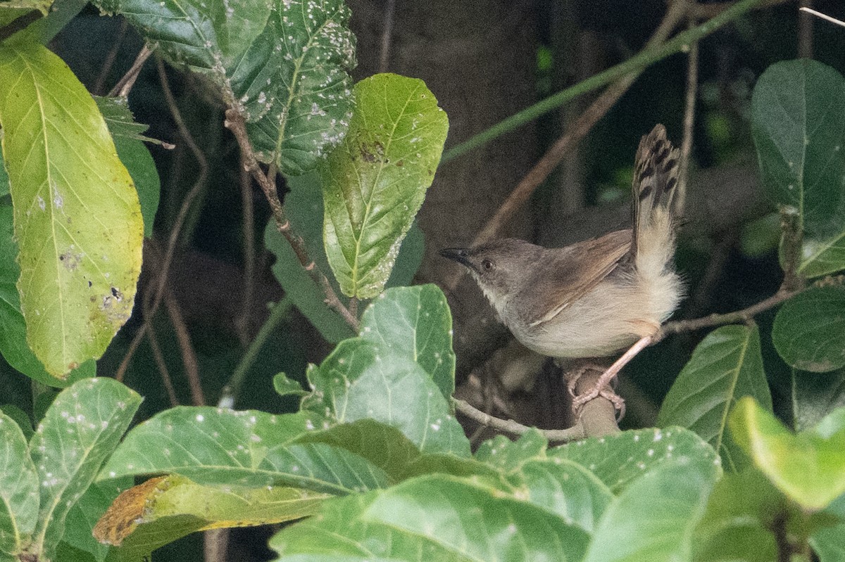 Whistling Cisticola - ML640384120