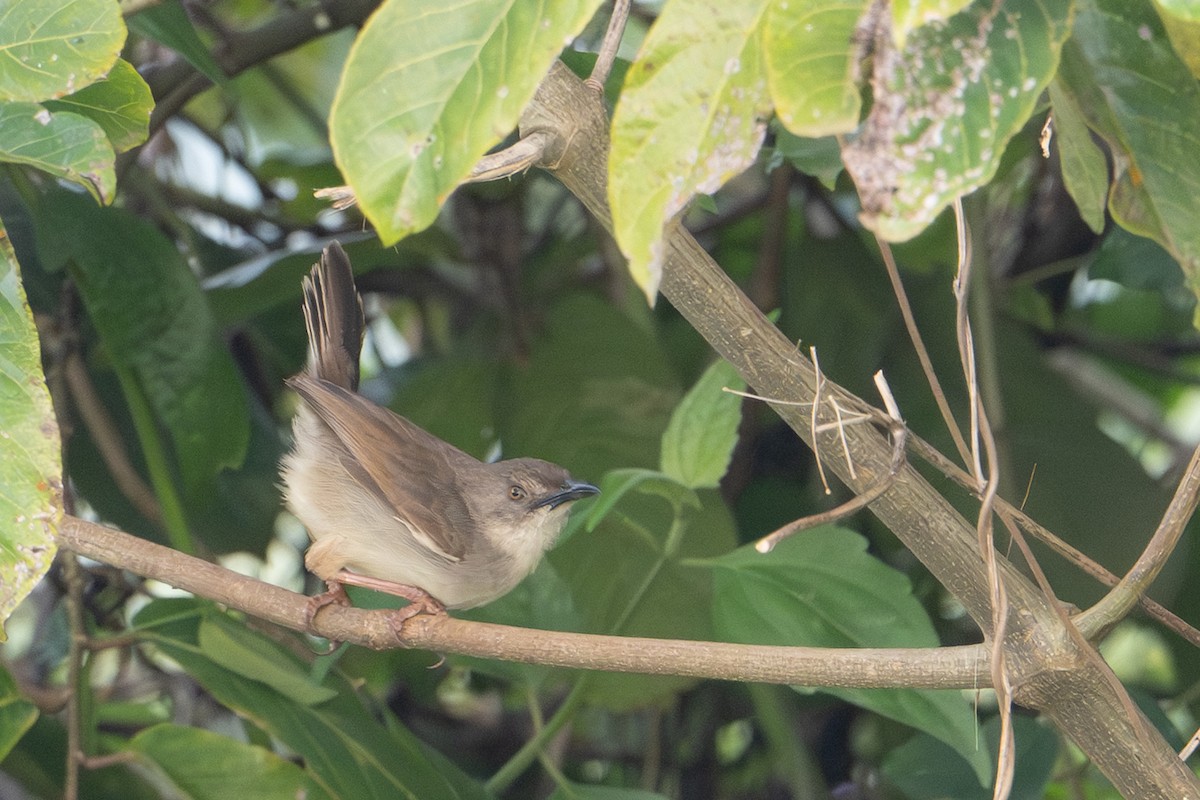 Whistling Cisticola - ML640384122