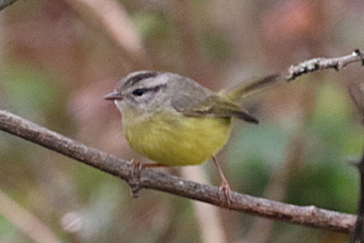 Three-banded Warbler - ML640384146