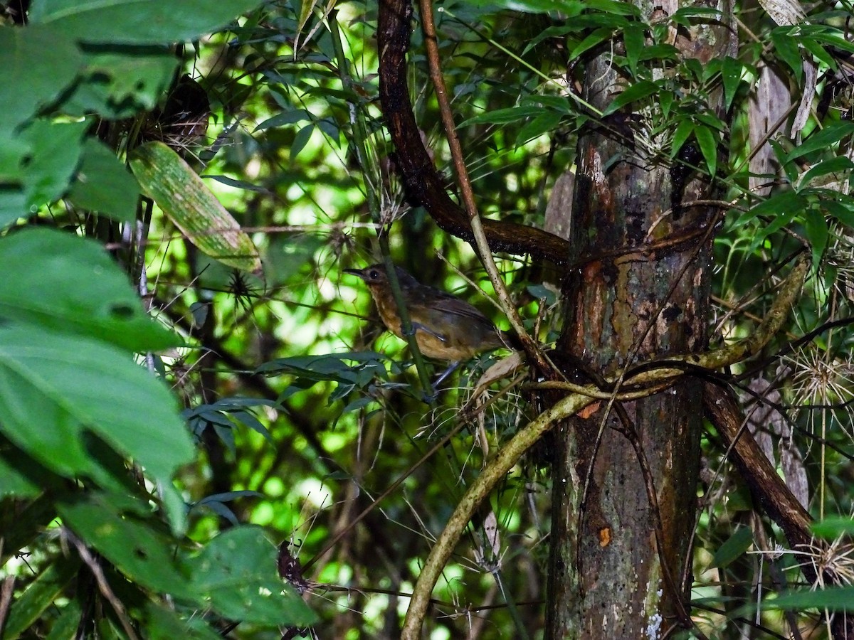 Dusky Antbird - ML640384173