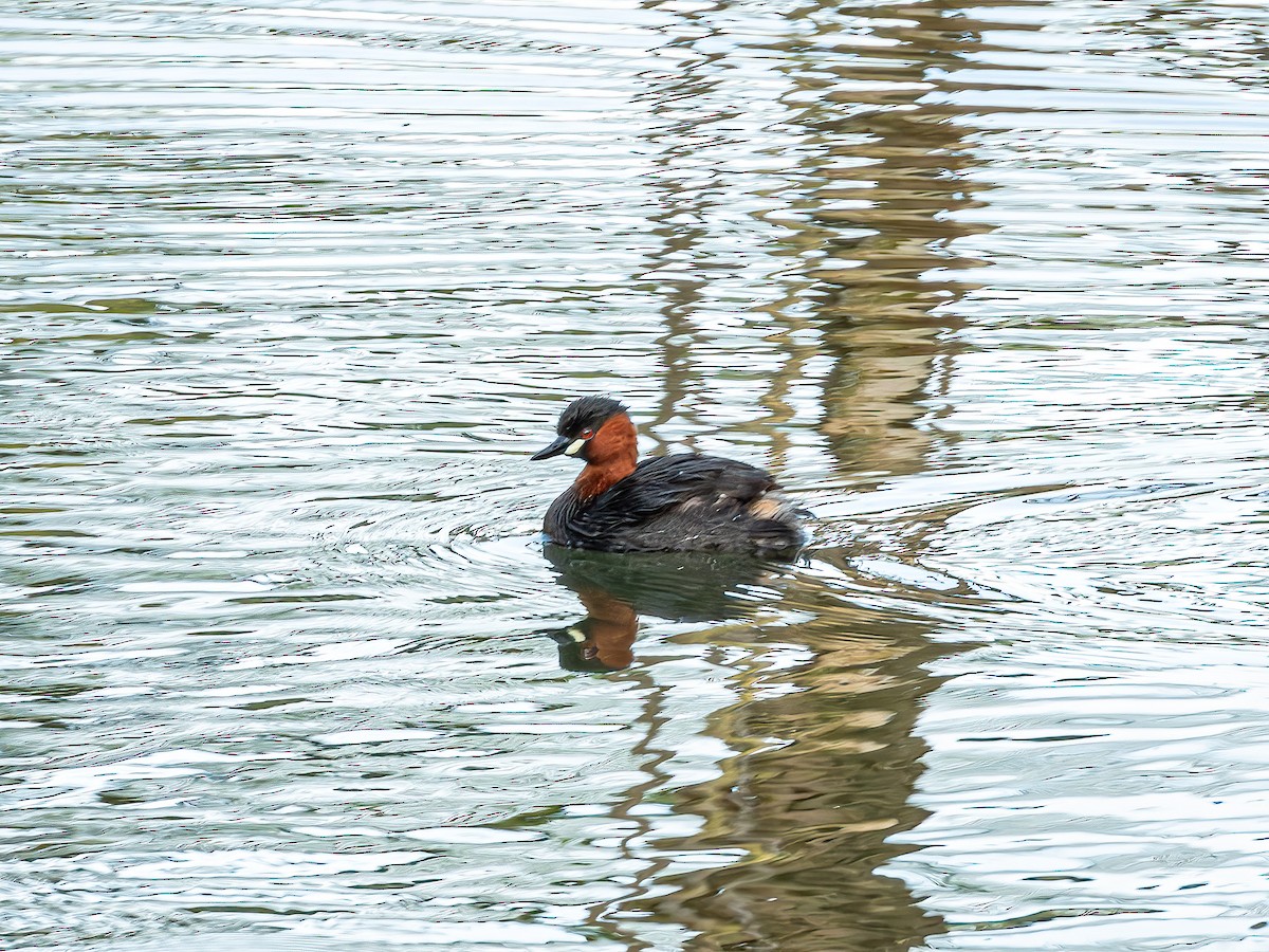 Little Grebe (Tricolored) - ML640384193
