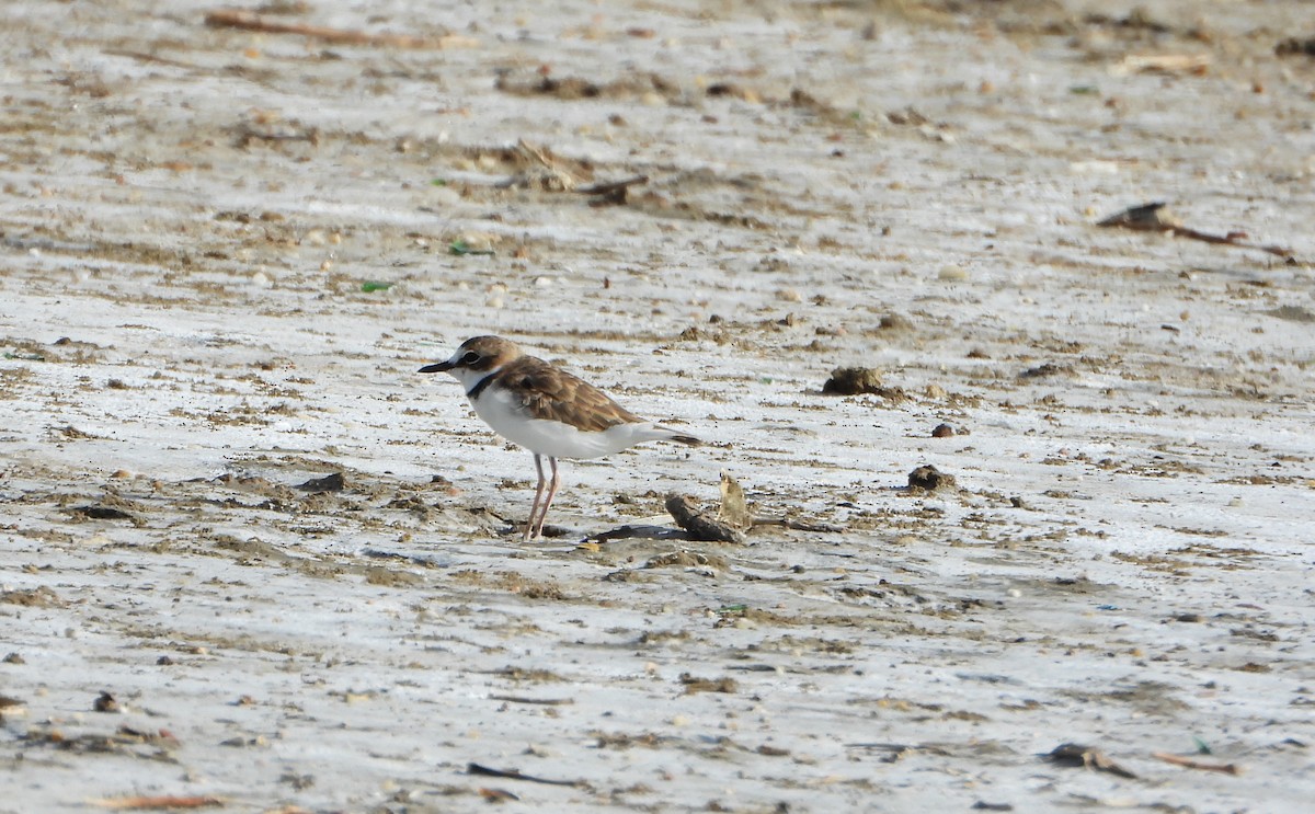 Collared Plover - ML640384205