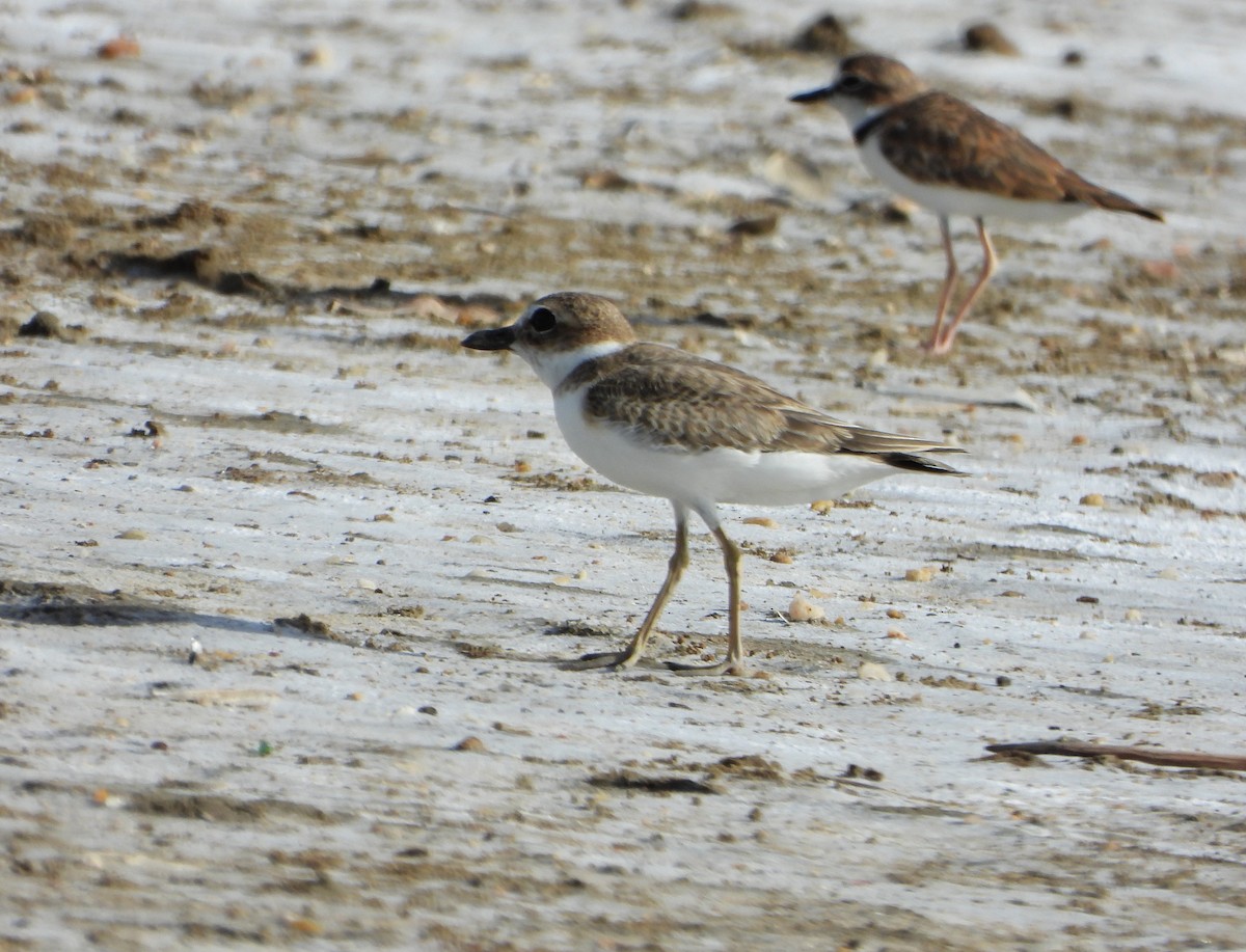 Collared Plover - ML640384211