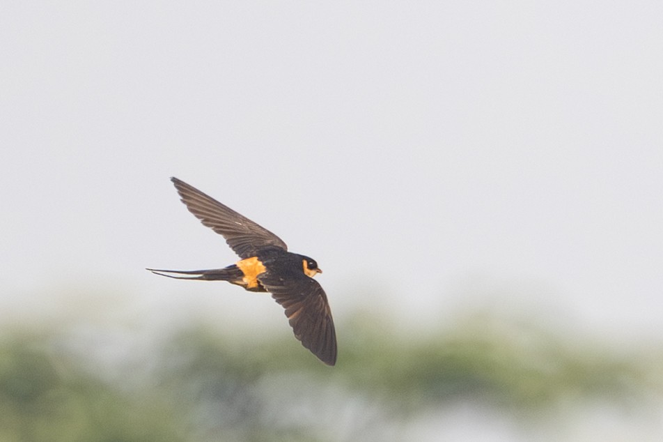 Rufous-chested Swallow - ML640384268