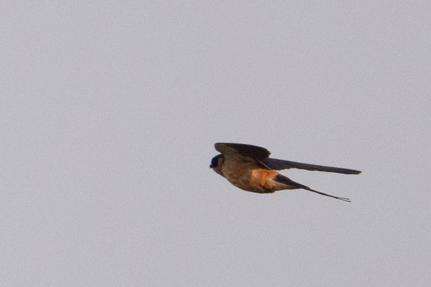 Rufous-chested Swallow - ML640384269