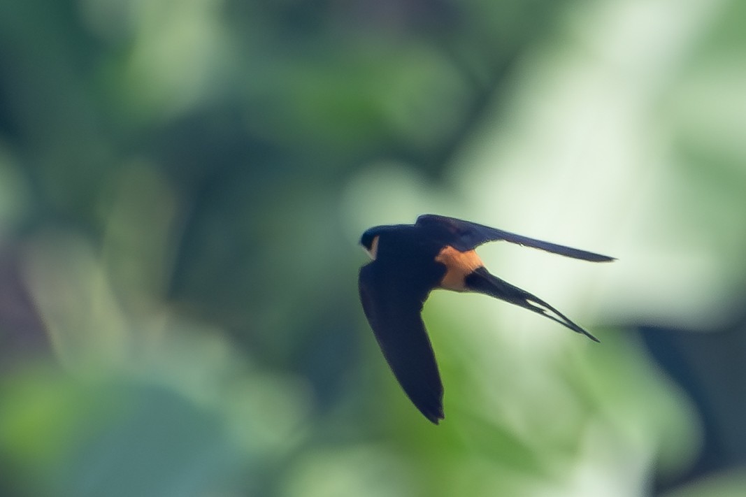 Rufous-chested Swallow - ML640384276