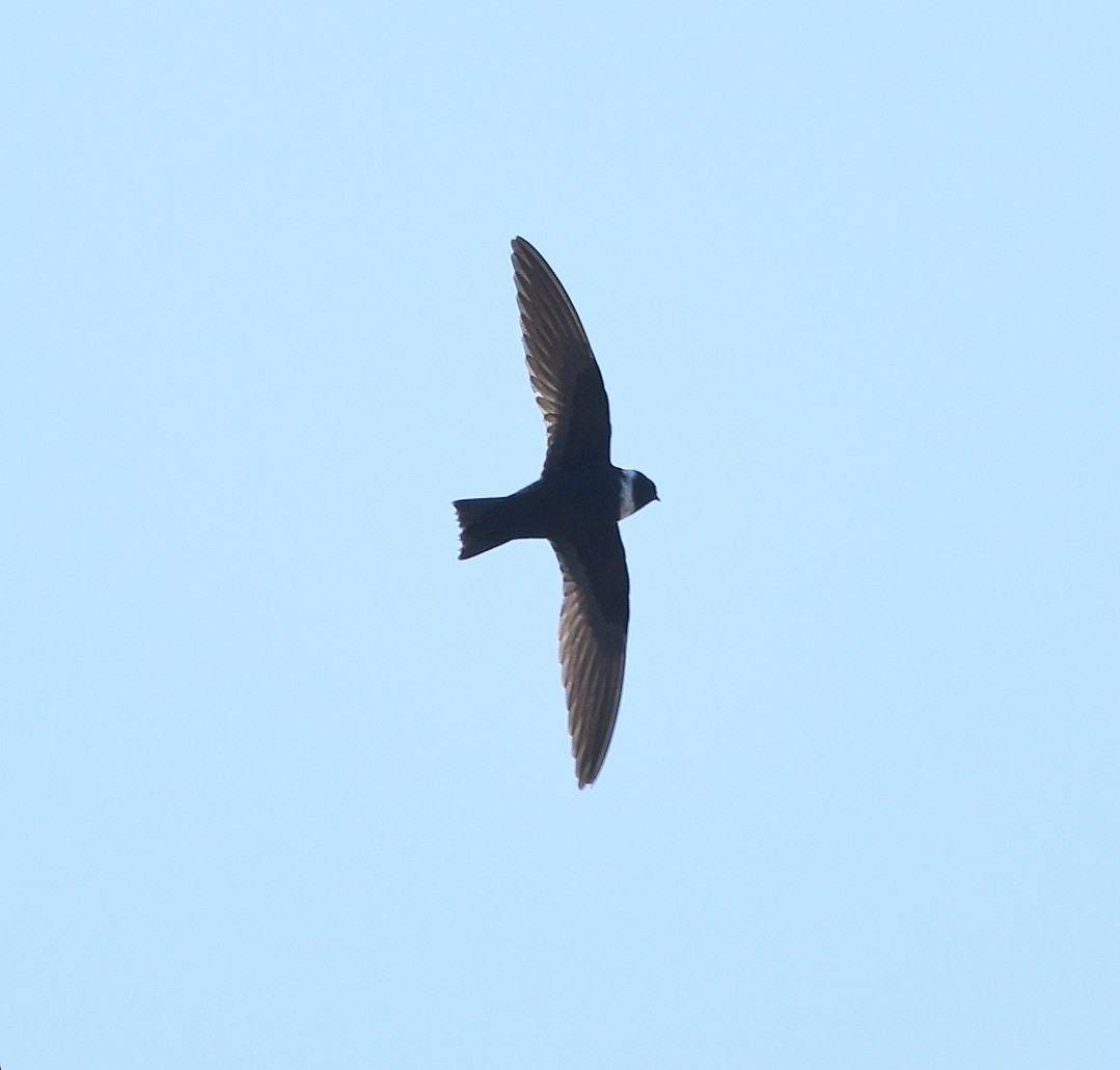 White-collared Swift - ML640384322