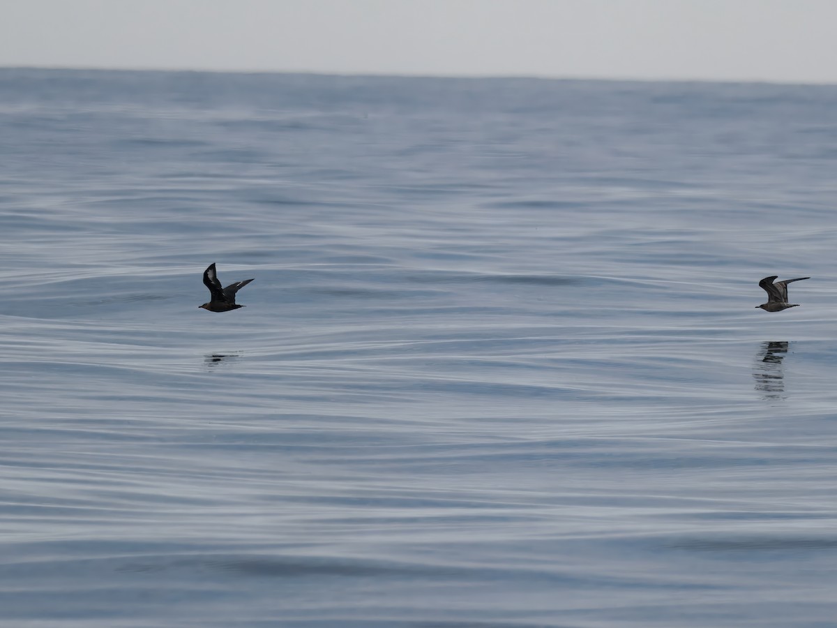 South Polar Skua - ML640384363