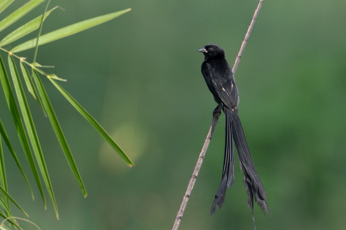 Red-collared Widowbird - ML640384410