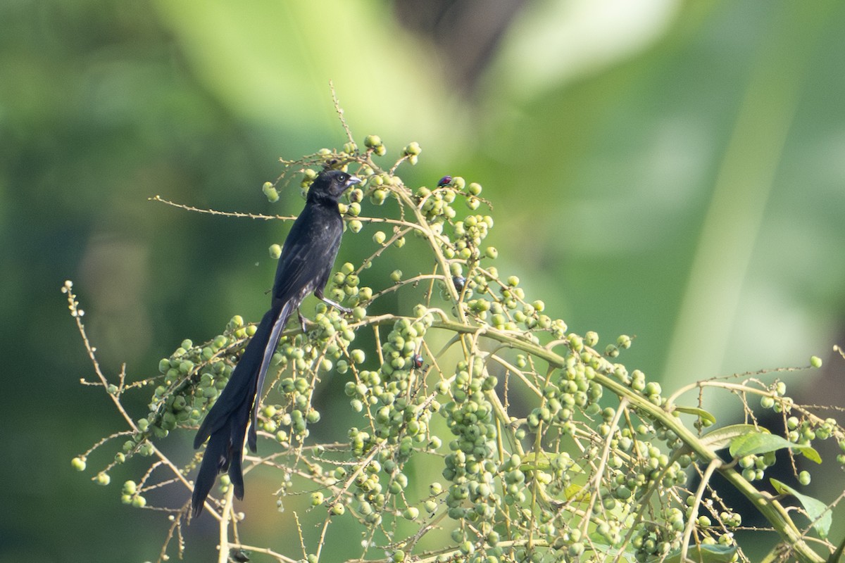 Red-collared Widowbird - ML640384430