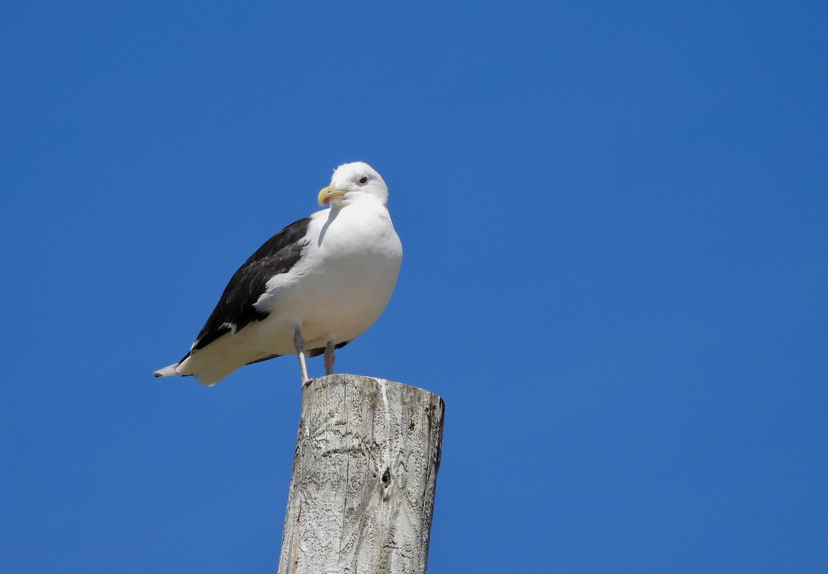 Great Black-backed Gull - ML640384441